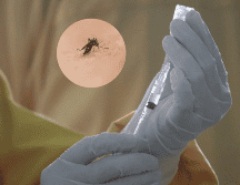 Los casos graves de dengue pueden ocasionar sangrado interno, falla orgánica y muerte. UNSPLASH / M. MAJNUN