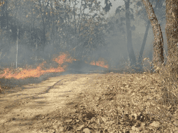 Atienden incendio forestal en el paraje Bugambilias, Zapopan. X/@ReporteForestal