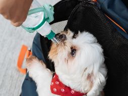 Por ejemplo el jugo de zanahoria es una buena opción para los perros, pues ayuda a mejorar su salud visual. UNSPLASH / T. Chen