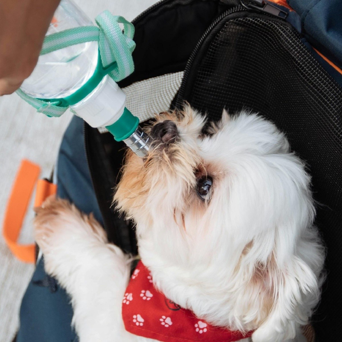 está bien darle gatorade a tu perro
