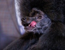 Sage es el mejor perro del mundo de acuerdo con esta competencia milenaria celebrada en Estados Unidos. EFE / SARAH YENESEL