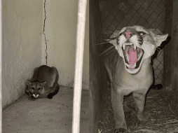 El ejemplar tiene una edad aproximada de 2 años, según los expertos. ESPECIAL/ Gobierno de Tlajomulco