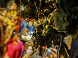 Entre los componentes de esta planta destaca que contiene boldina que posee efectos antioxidantes que actúan positivamente en el funcionamiento del hígado y la vesícula biliar. EL INFORMADOR / ARCHIVO