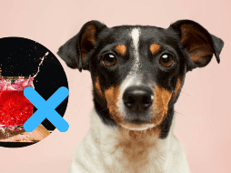 Además de no aportarles nada bueno, los perjudican. UNSPLASH / V. Grabarczyk/ I. Stepanov