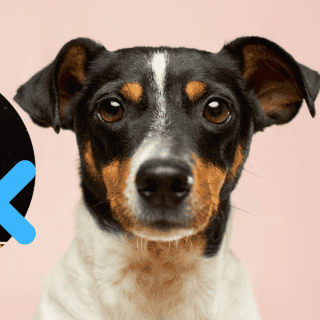 ¿Qué bebidas nunca deberías darle a tu perro?