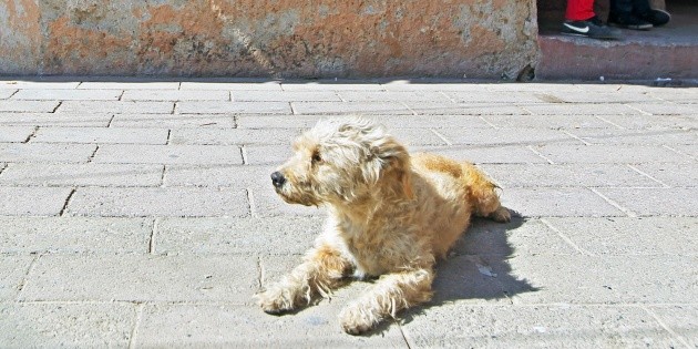 Yucat&aacute;n: Hombre avienta agua hirviendo a un perro que buscaba refugio del sol