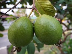 Esta fruta tropical se distingue por su riqueza en nutrientes esenciales. Unpslash.