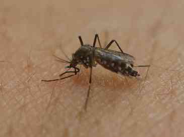 El dengue se transmite a través de la picadura del mosquito Aedes aegypti, no de persona a persona. AP / ARCHIVO