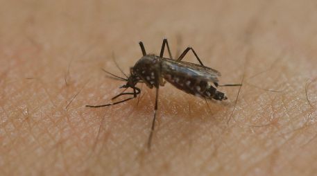 El dengue se transmite a través de la picadura del mosquito Aedes aegypti, no de persona a persona. AP / ARCHIVO