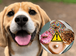 La ingestión provoca una liberación masiva de insulina. UNSPLASH / MILLI