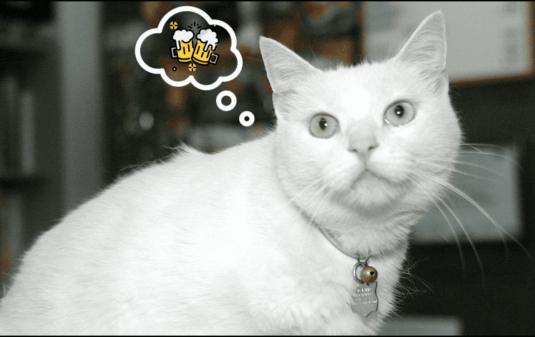 Estas son las bebidas que puede tomar tu gato sin sufrir problemas. EL INFORMADOR / ARCHIVO