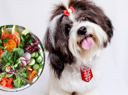 Aquí te compartimos algunas de las verduras de hoja verde y otras más recomendadas. UNSPLASH / E. TORRES