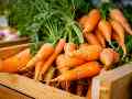La zanahoria es una de las hortalizas más consumidas en el mundo. ESPECIAL/ Foto de David Holifield en Unsplash