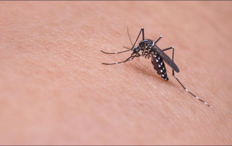Encontrar formas efectivas de repeler a los mosquitos se convierte en una prioridad para muchos; te compartimos este remedio para ahuyentarlos. Pixabay