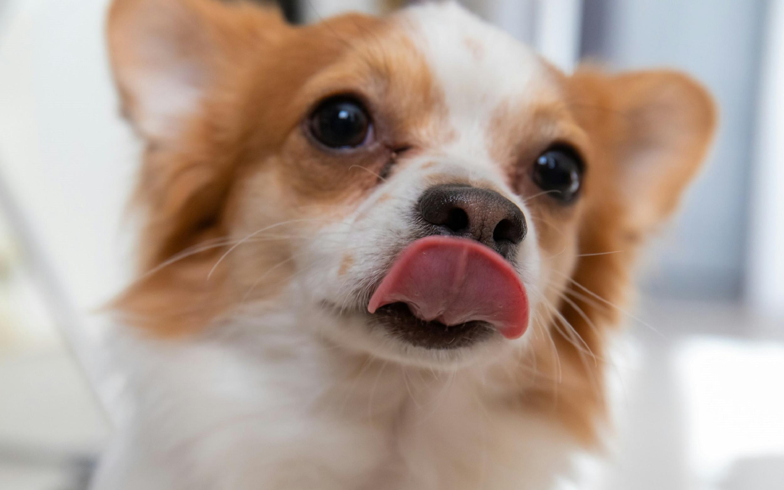 que significa un perro lamiendo tu mano