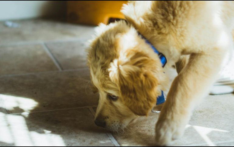 Algunos de estos productos pueden ser tóxicos si son ingeridos. UNSPLASH / WILL