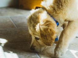 Algunos de estos productos pueden ser tóxicos si son ingeridos. UNSPLASH / WILL