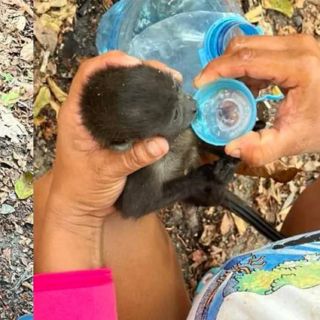 Monos saraguatos mueren por altas temperaturas en Tabasco y Chiapas (VIDEOS)