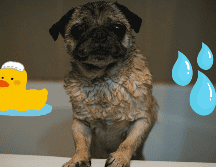 Un calendario de limpieza adecuado ayudará a mantener a tu mascota sana. UNSPLASH/Justin Jason