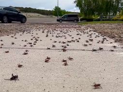 La plaga de grillos es una prueba del cambio climático en EU. ESPECIAL