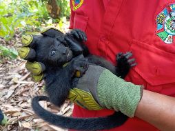 La mayor crisis para estos animales se ha registrado en la ranchería Buena Vista, en el municipio de Comalcalco. ESPECIAL / X / E. MÉNDEZ