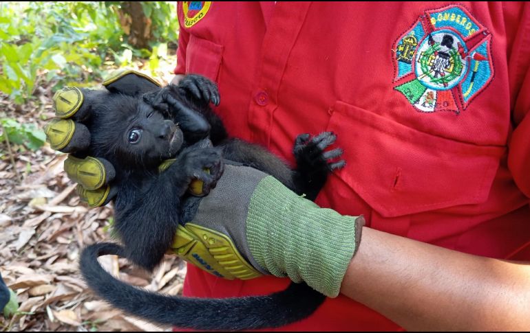 La mayor crisis para estos animales se ha registrado en la ranchería Buena Vista, en el municipio de Comalcalco. ESPECIAL / X / E. MÉNDEZ