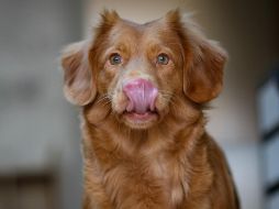 Como primeros auxilios puedes ofrecerle agua, mantenerlo a la sombra y acudir inmediatamente al veterinario. UNSPLASH / L. CO