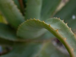 Antes de integrar la sábila a tus desayunos, te recomendamos consultar con un especialista para descartar alergias e intolerancia a sus componentes. Pixabay.