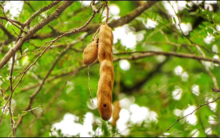 El tamarindo es una excelente fuente de nutrientes esenciales que favorecen una alimentación saludable. Unsplash.
