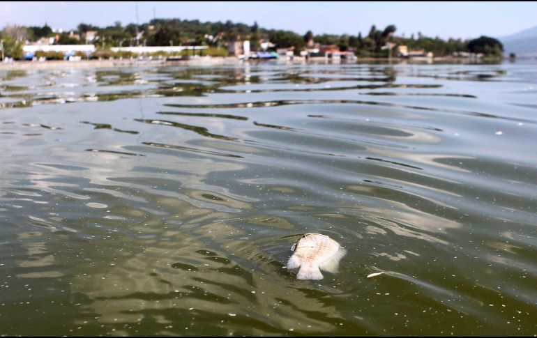 Ola de calor en Tabasco: A la muerte de los monos saraguatos se ha sumado ahora la mortandad de peces. EL INFORMADOR / ARCHIVO