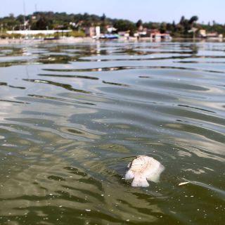 ¿Cómo la ola de calor está provocando la muerte de peces en Tabasco?