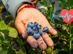 Estos alimentos pueden ser clave para tu salud si tienes más de 50 años. EL INFORMADOR / ARCHIVO
