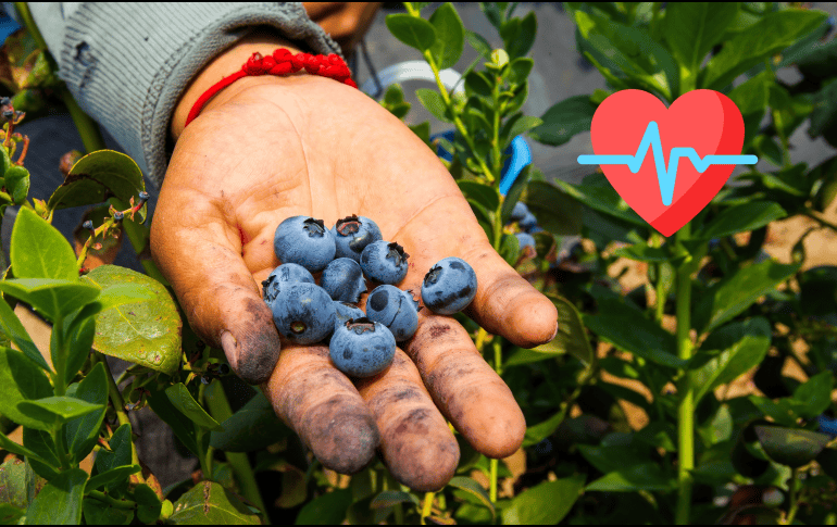 Estos alimentos pueden ser clave para tu salud si tienes más de 50 años. EL INFORMADOR / ARCHIVO