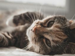 Entiende a tu gato para que puedas darle una mejor vida. UNSPLASH/Zeke Tucker