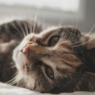 ¿Por qué mi gato me sigue a todas partes? Existe más de una razón