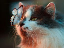 Algunas razas de felinos son más protectoras y tienen más probabilidades de formar lazos fuertes. UNSPLASH / K. VOROZHEEVA