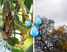 En México, sobre todo en áreas rurales, se tiene la creencia que estos pequeños insectos conocidos como chicharras o cigarras, 