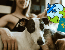 La nueva aerolínea BARK Air se está haciendo viral por ofrecer una increíble forma de viaje a los amigos peluditos. CANVA