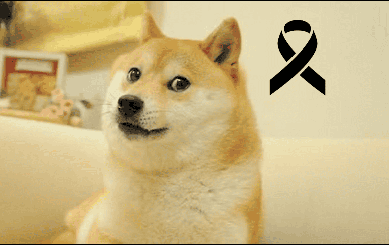 Kabosu murió en la mañana del día de hoy. ESPECIAL / Instagram kabosumama