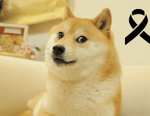 Kabosu murió en la mañana del día de hoy. ESPECIAL / Instagram kabosumama