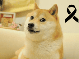 Kabosu murió en la mañana del día de hoy. ESPECIAL / Instagram kabosumama