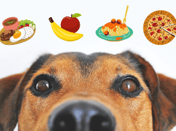 Basta de las croquetas aburridas y procesadas, con estas sugerencias harás muy feliz a tu mascota. CANVA