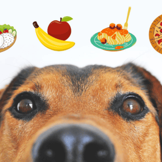 6 alimentos para humanos que nutren a los perros y les encantan