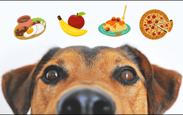 Basta de las croquetas aburridas y procesadas, con estas sugerencias harás muy feliz a tu mascota. CANVA