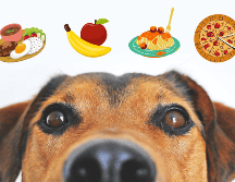 Basta de las croquetas aburridas y procesadas, con estas sugerencias harás muy feliz a tu mascota. CANVA