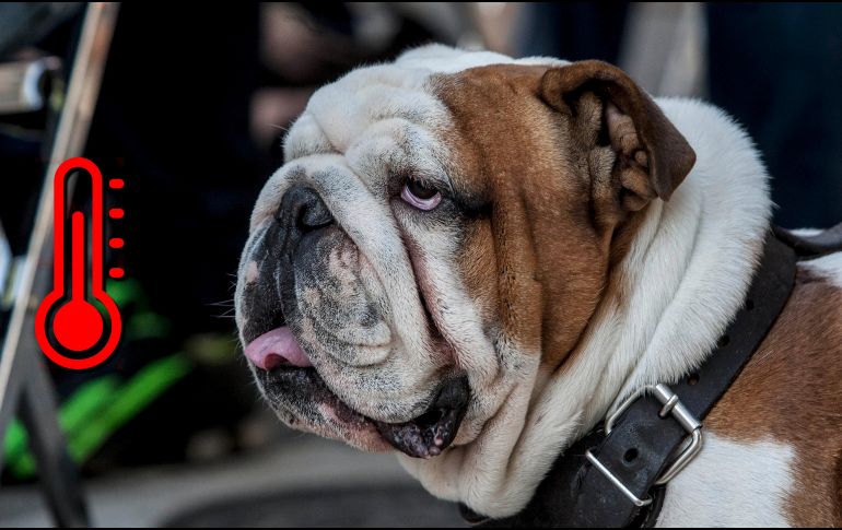 Es crucial no dejar a las mascotas encerradas en un auto con las ventanas cerradas, ni por un minuto, pues se deshidratan y sofocan de inmediato, con consecuencias que pueden ser mortales. EL INFORMADOR / ARCHIVO