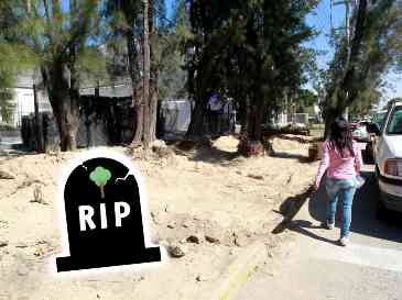 La pérdida de arbolado es uno de los factores que alientan la aparición de islas de calor en el Área Metropolitana de Guadalajara (AMG). EL INFORMADOR / ARCHIVO