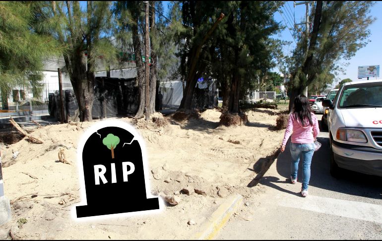 La pérdida de arbolado es uno de los factores que alientan la aparición de islas de calor en el Área Metropolitana de Guadalajara (AMG). EL INFORMADOR / ARCHIVO