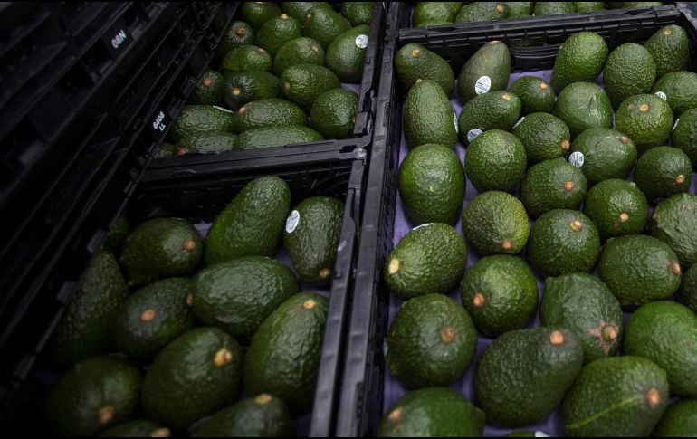 Debido a su valor en el mercado de Estados Unidos y otros países el aguacate se ha convertido en el nuevo 
