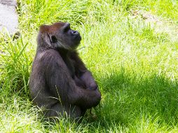 Algunos de los recursos por los que se ha optado es el empleo de hielo con fruta o, en el caso de los carnívoros, la sangre congelada. EL INFORMADOR/ ARCHIVO.